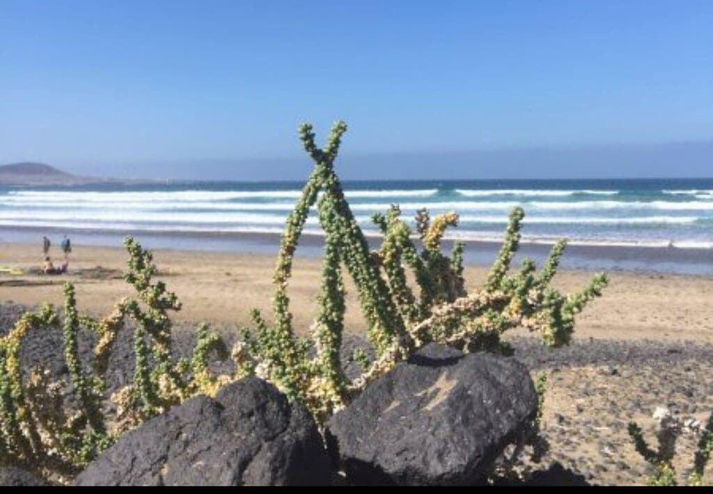 Surf — Calima Surf House